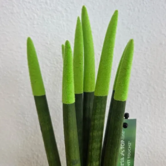Farvet bajonetplante - Sansevieria cylindrica - Højde 20-40cm - ⌀9cm