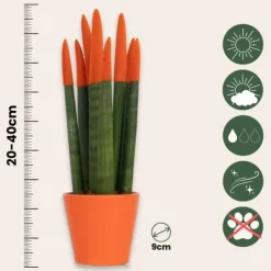 Farvet bajonetplante - Sansevieria cylindrica - Højde 20-40cm - ⌀9cm