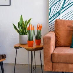 Farvet bajonetplante - Sansevieria cylindrica - Højde 20-40cm - ⌀9cm