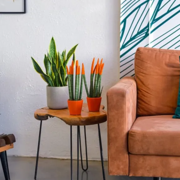 Farvet bajonetplante - Sansevieria cylindrica - Højde 20-40cm - ⌀9cm