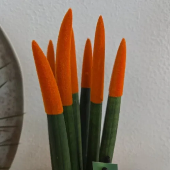 Farvet bajonetplante - Sansevieria cylindrica - Højde 20-40cm - ⌀9cm