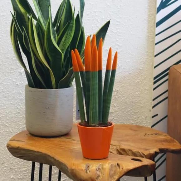 Farvet bajonetplante - Sansevieria cylindrica - Højde 20-40cm - ⌀9cm