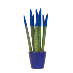 Farvet bajonetplante - Sansevieria cylindrica - Højde 20-40cm - ⌀9cm