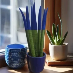 Farvet bajonetplante - Sansevieria cylindrica - Højde 20-40cm - ⌀9cm