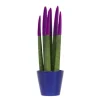 Farvet bajonetplante - Sansevieria cylindrica - Højde 20-40cm - ⌀9cm