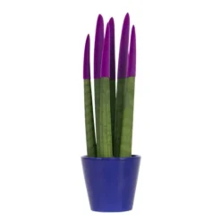 Farvet bajonetplante - Sansevieria cylindrica - Højde 20-40cm - ⌀9cm