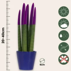 Farvet bajonetplante - Sansevieria cylindrica - Højde 20-40cm - ⌀9cm