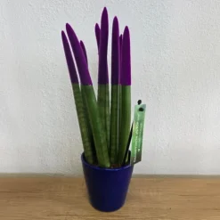 Farvet bajonetplante - Sansevieria cylindrica - Højde 20-40cm - ⌀9cm