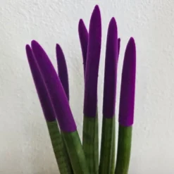 Farvet bajonetplante - Sansevieria cylindrica - Højde 20-40cm - ⌀9cm