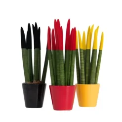 Farvet bajonetplante - Sæt med 3 - Sansevieria cylindrica - Højde 20-40cm - ⌀9cm