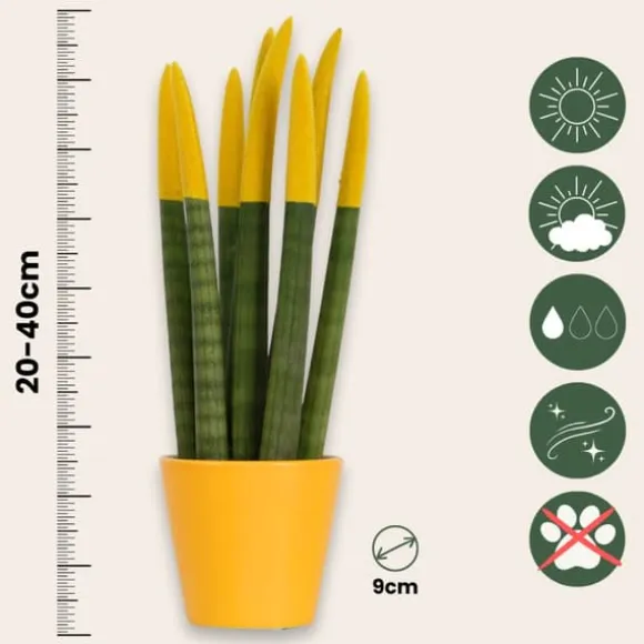 Farvet bajonetplante - Sæt med 3 - Sansevieria cylindrica - Højde 20-40cm - ⌀9cm