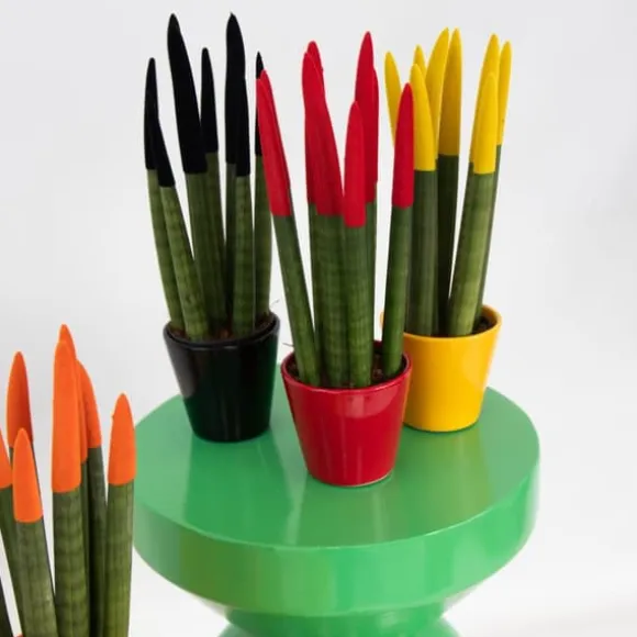 Farvet bajonetplante - Sæt med 3 - Sansevieria cylindrica - Højde 20-40cm - ⌀9cm