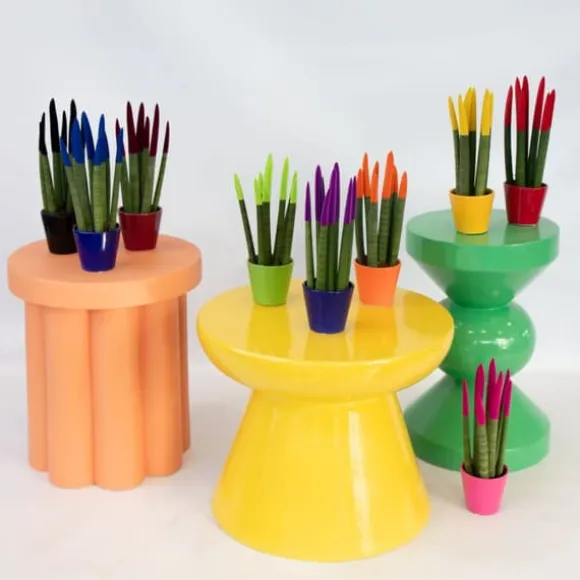 Farvet bajonetplante - Sæt med 3 - Sansevieria cylindrica - Højde 20-40cm - ⌀9cm