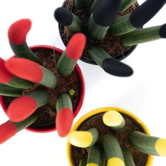 Farvet bajonetplante - Sæt med 3 - Sansevieria cylindrica - Højde 20-40cm - ⌀9cm