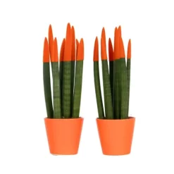 Farvet bajonetplante - Sæt med 2 - Sansevieria cylindrica - Højde 20-40cm - ⌀9cm