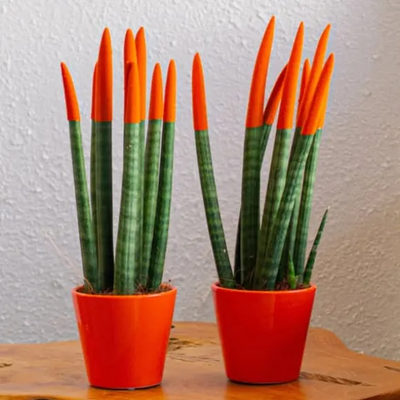 Farvet bajonetplante - Sæt med 2 - Sansevieria cylindrica - Højde 20-40cm - ⌀9cm