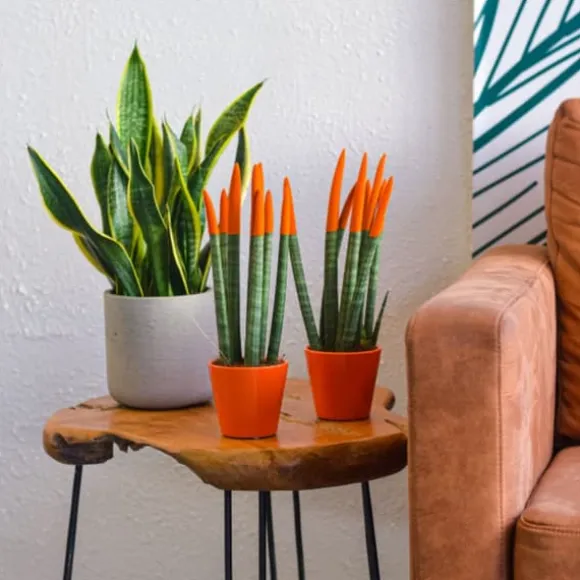 Farvet bajonetplante - Sæt med 2 - Sansevieria cylindrica - Højde 20-40cm - ⌀9cm
