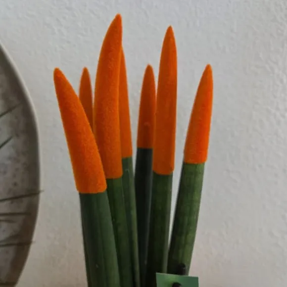 Farvet bajonetplante - Sæt med 2 - Sansevieria cylindrica - Højde 20-40cm - ⌀9cm