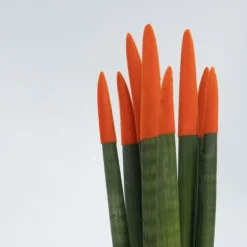 Farvet bajonetplante - Sæt med 2 - Sansevieria cylindrica - Højde 20-40cm - ⌀9cm