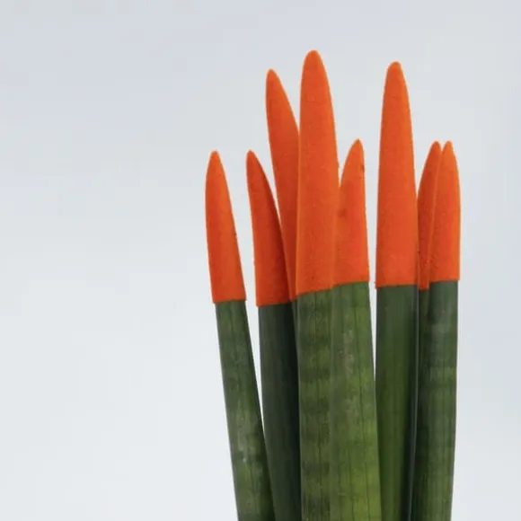 Farvet bajonetplante - Sæt med 2 - Sansevieria cylindrica - Højde 20-40cm - ⌀9cm
