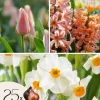 Ferskenblush - Sæt med 25 - Narcissus, Tulipa, Hyacinthus - Blomsterløg