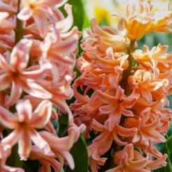 Ferskenblush - Sæt med 25 - Narcissus, Tulipa, Hyacinthus - Blomsterløg