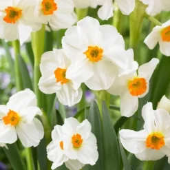 Ferskenblush - Sæt med 25 - Narcissus, Tulipa, Hyacinthus - Blomsterløg