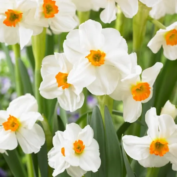 Ferskenblush - Sæt med 25 - Narcissus, Tulipa, Hyacinthus - Blomsterløg