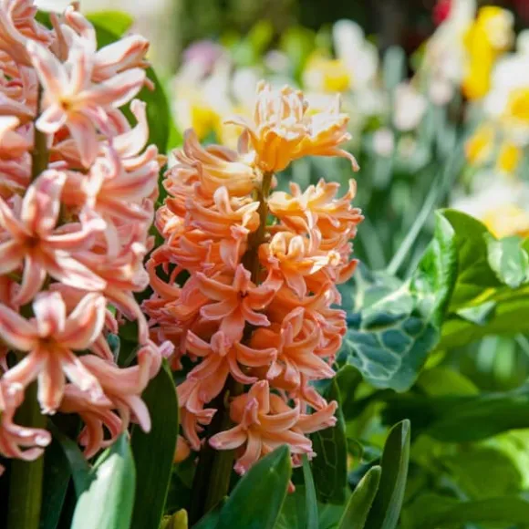 Ferskenblush - Sæt med 25 - Narcissus, Tulipa, Hyacinthus - Blomsterløg