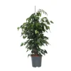 Ficus - Ficus benjamina 'Danielle' - Højde 100-110cm - ⌀21cm