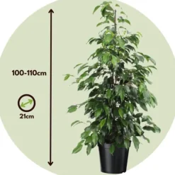 Ficus - Ficus benjamina 'Danielle' - Højde 100-110cm - ⌀21cm