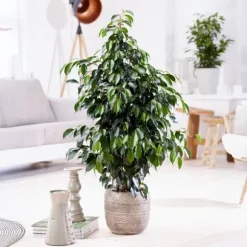Ficus - Ficus benjamina 'Danielle' - Højde 100-110cm - ⌀21cm