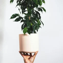 Ficus - Ficus benjamina 'Danielle' - Højde 100-110cm - ⌀21cm