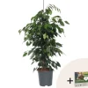 Ficus - Ficus benjamina 'Danielle' - Højde 100-110cm - ⌀21cm