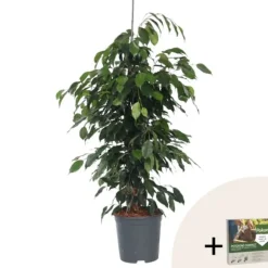 Ficus - Ficus benjamina 'Danielle' - Højde 100-110cm - ⌀21cm