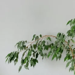 Ficus - Ficus benjamina 'Danielle' - Højde 100-110cm - ⌀21cm