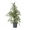 Ficus - Ficus Benjamina 'Twilight' - Højde 100-110cm - ⌀21cm