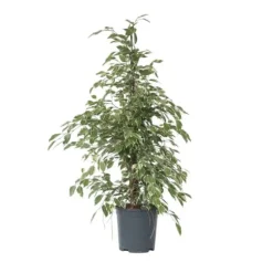 Ficus - Ficus Benjamina 'Twilight' - Højde 100-110cm - ⌀21cm