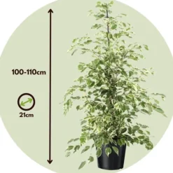 Ficus - Ficus Benjamina 'Twilight' - Højde 100-110cm - ⌀21cm