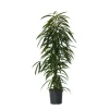 Ficus - Ficus binnendijkii - Højde 100-110cm - ⌀21cm