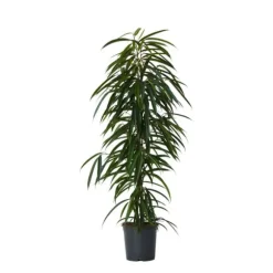 Ficus - Ficus binnendijkii - Højde 100-110cm - ⌀21cm