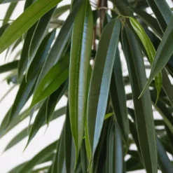 Ficus - Ficus binnendijkii - Højde 100-110cm - ⌀21cm