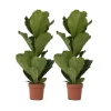 Ficus Lyrata 'Violin blad plante' - x2 - Stueplante - ø21cm - Højde 70-90cm