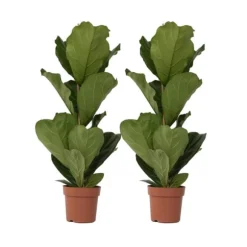 Ficus Lyrata 'Violin blad plante' - x2 - Stueplante - ø21cm - Højde 70-90cm