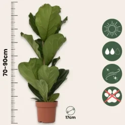 Ficus Lyrata 'Violin blad plante' - x2 - Stueplante - ø21cm - Højde 70-90cm