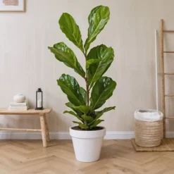 Ficus Lyrata 'Violin blad plante' - x2 - Stueplante - ø21cm - Højde 70-90cm