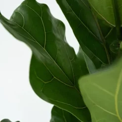 Ficus Lyrata 'Violin blad plante' - Stueplante - ø21cm - Højde 70-90cm