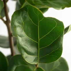 Ficus Lyrata 'Violin blad plante' - Stueplante - ø21cm - Højde 70-90cm