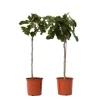 Figen - Sæt med 2 - Ficus Carica - Højde 70-90cm - ⌀21cm