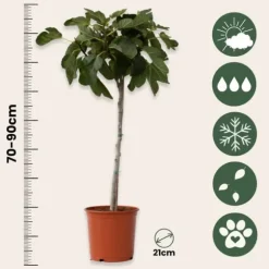 Figen - Sæt med 2 - Ficus Carica - Højde 70-90cm - ⌀21cm